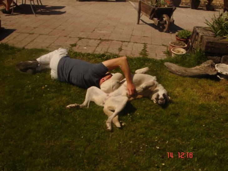 Kangal Aicha - Elsker at hygge i haven billede 10