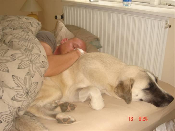 Kangal Aicha - De der sover synder ej..... og så fik vi hund i sengen hmmm billede 11