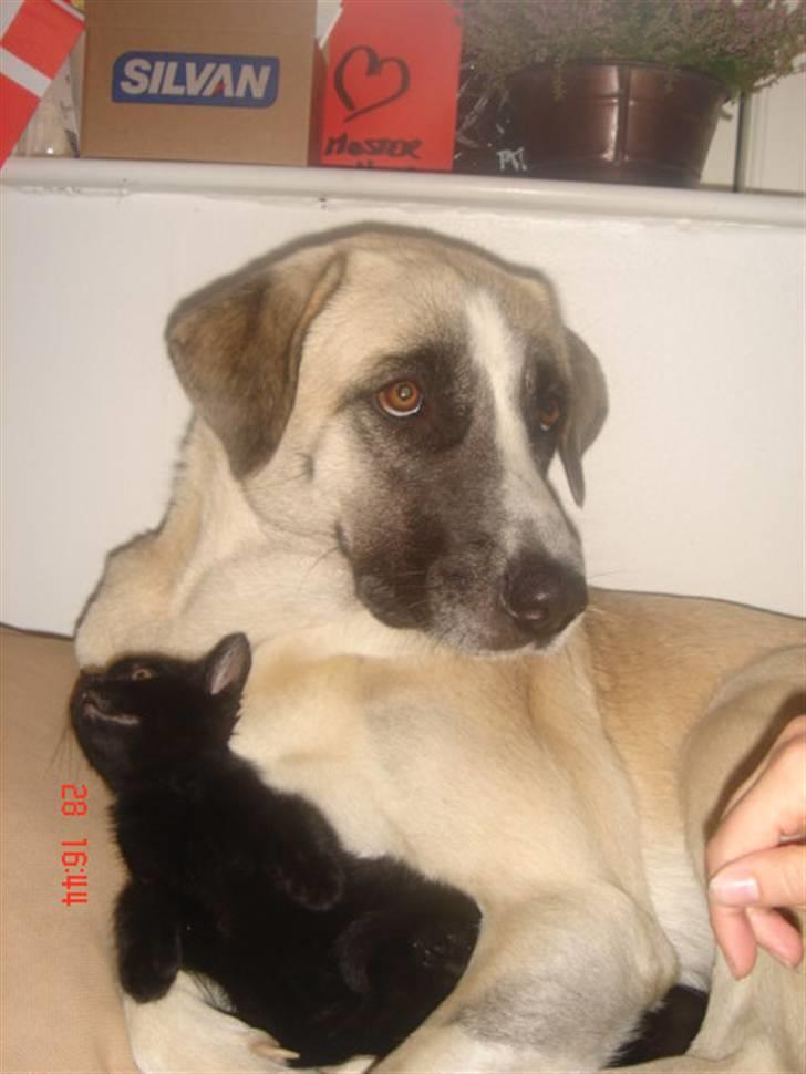 Kangal Aicha - Elsker vores kat Tyson - de sover i ske nu billede 12