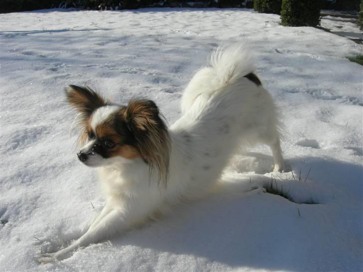 Papillon Juggi billede 1