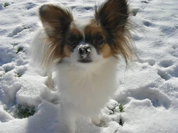 Papillon Juggi billede 2