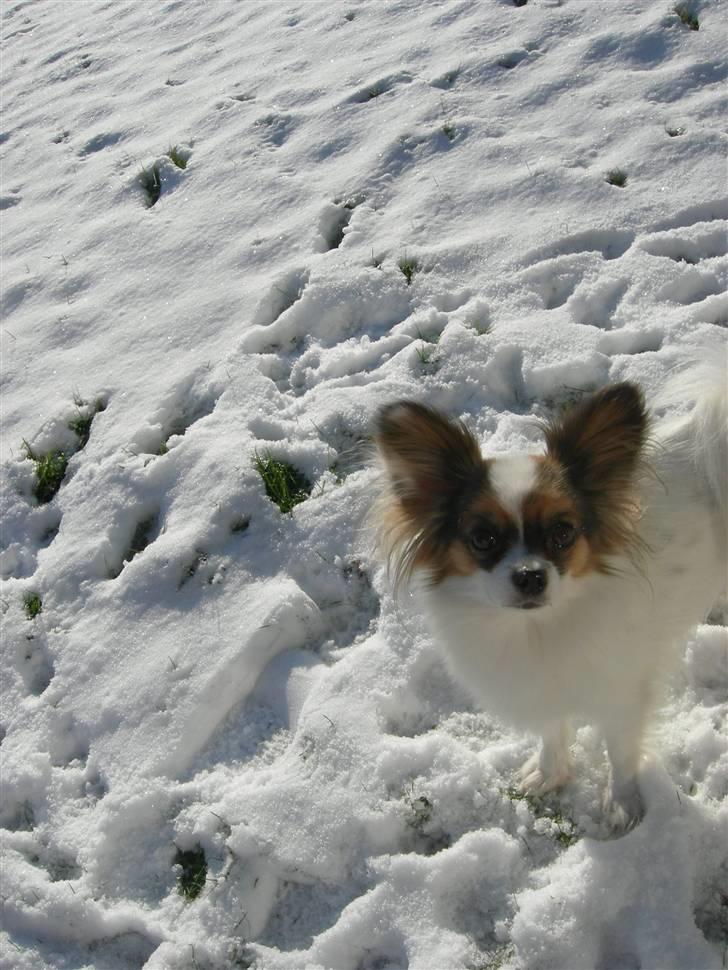 Papillon Juggi billede 3