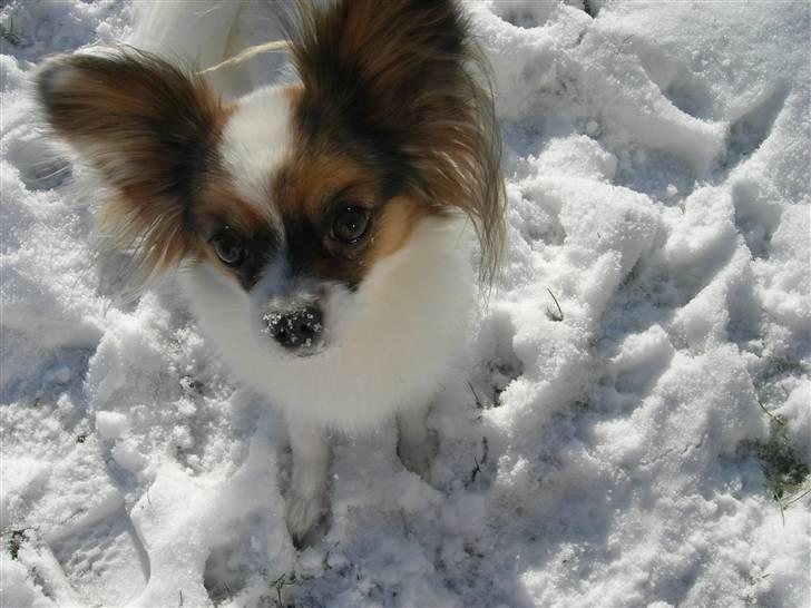 Papillon Juggi billede 4