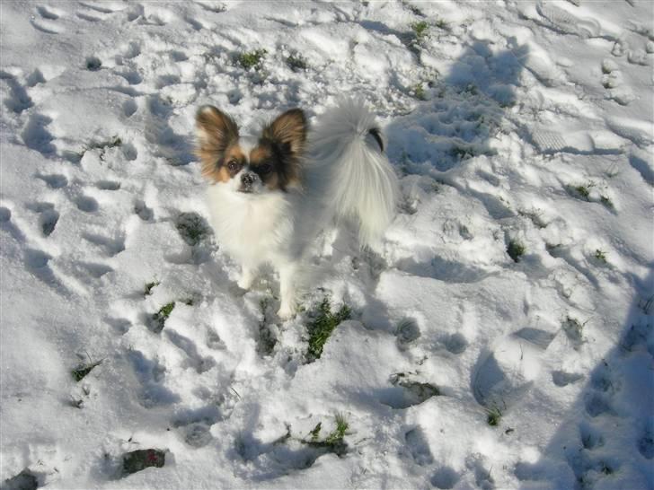 Papillon Juggi billede 5