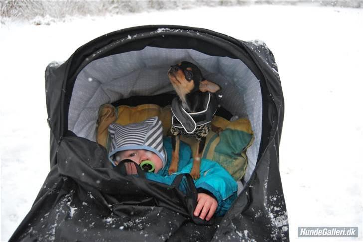 Chihuahua Johnson - Nææh makker, barnevognen er min, billede 10