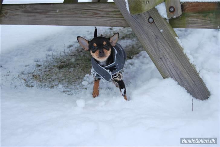 Chihuahua Johnson billede 11