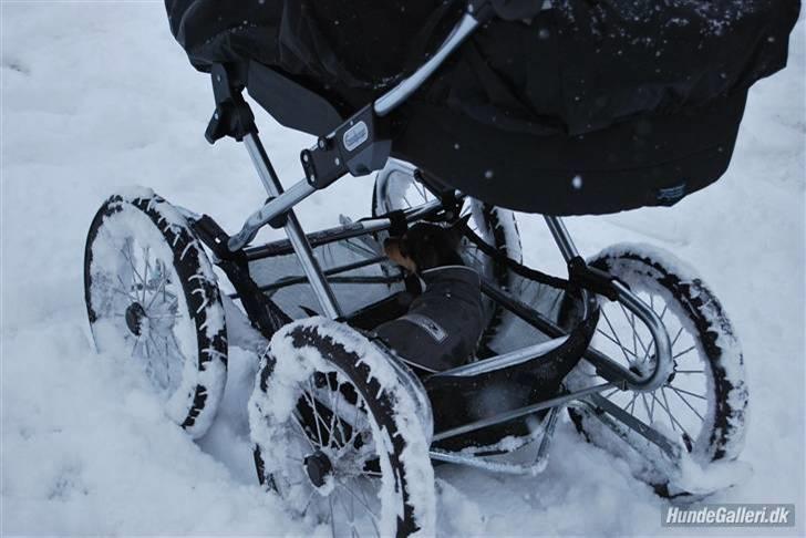 Chihuahua Johnson - nææh du det sne der, det ikke liige mig. billede 12