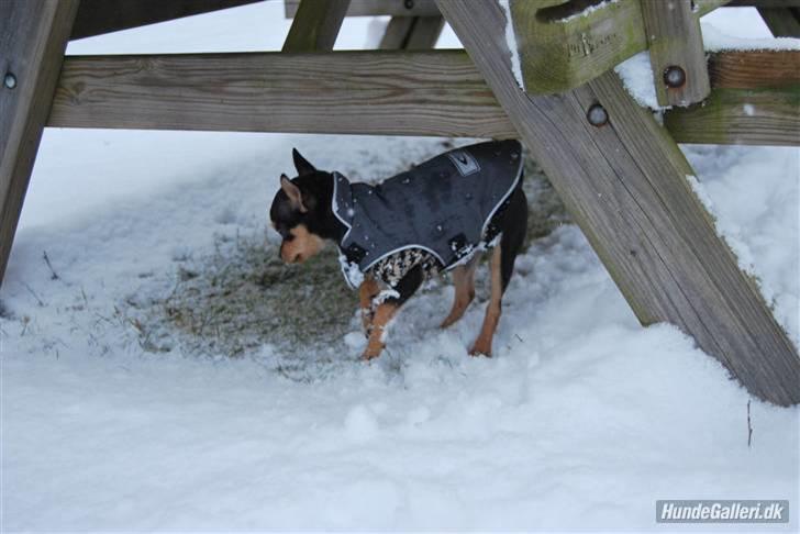 Chihuahua Johnson - fy for faen det koldt, billede 13