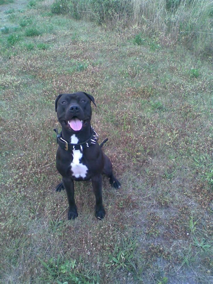 Amerikansk staffordshire terrier Briian =o) - nyt halsbånd far har lavet til mig =) billede 17