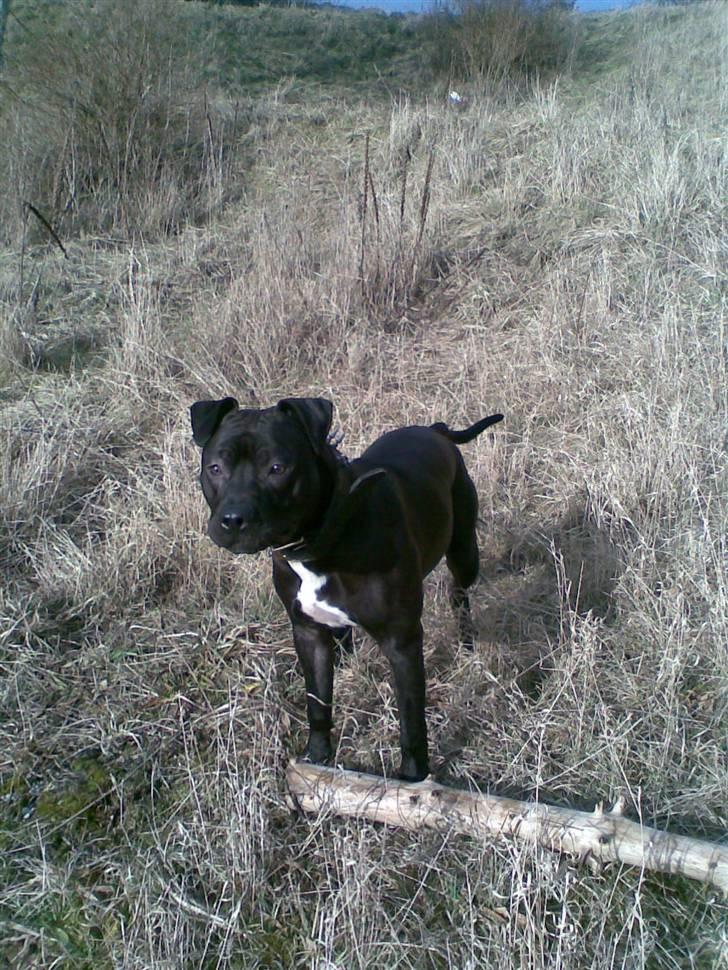 Amerikansk staffordshire terrier Briian =o) - hej hej far billede 18