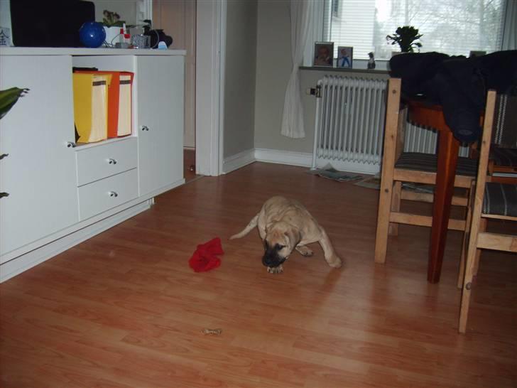 Dogo canario Corax billede 10