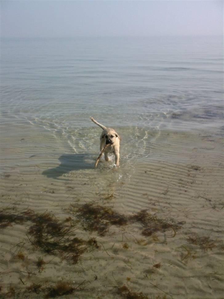 Dogo canario Corax - Jeg er ved at blive en str dreng billede 11