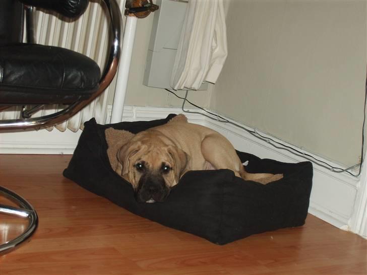 Dogo canario Corax - Putter dejligt i min kurv billede 12