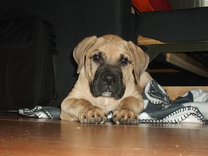 Dogo canario Corax - Jeg er bare så nuser :D 10 uger gammel billede 13