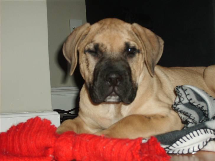 Dogo canario Corax - blinke til jer kan jeg også ;) billede 14