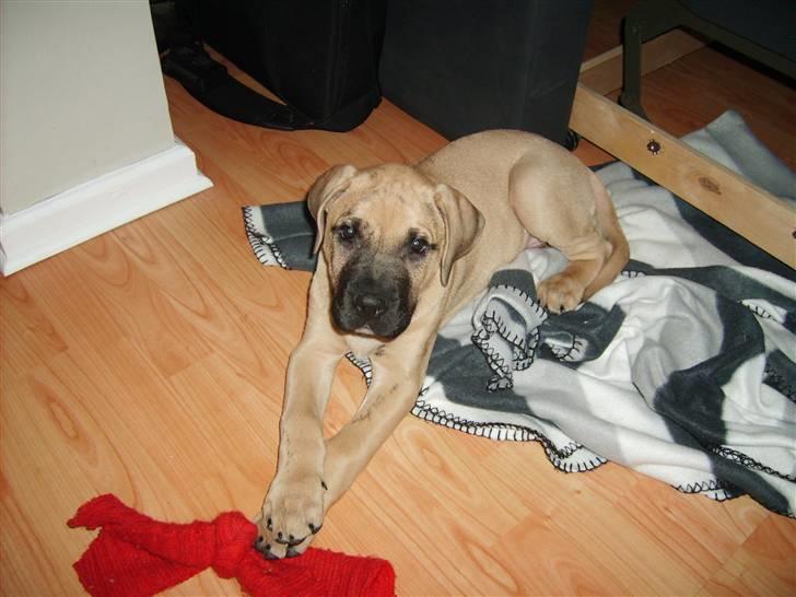 Dogo canario Corax - lange ben, skal placeres på en pæn måde :D billede 15