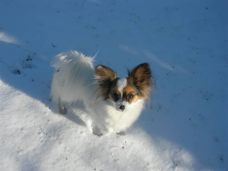 Papillon Juggi billede 6