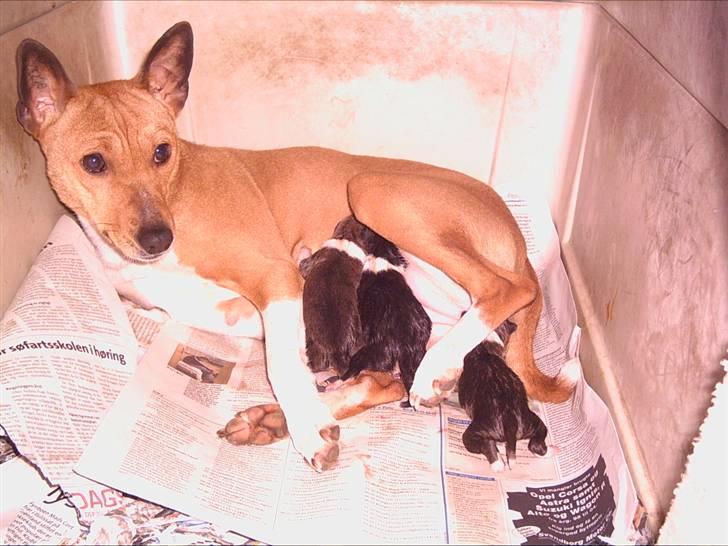 Basenji Megan  billede 8