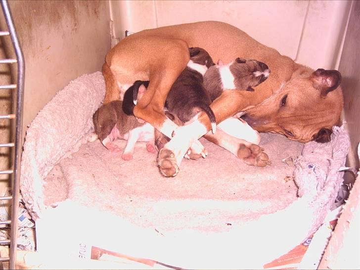 Basenji Megan  billede 9