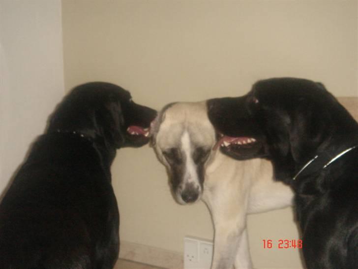 Kangal Aicha - Uhm en hanhund til hvert øre - dejligt :-) billede 13