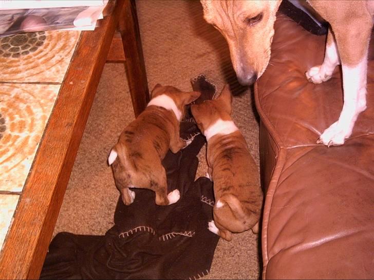 Basenji Megan  billede 10