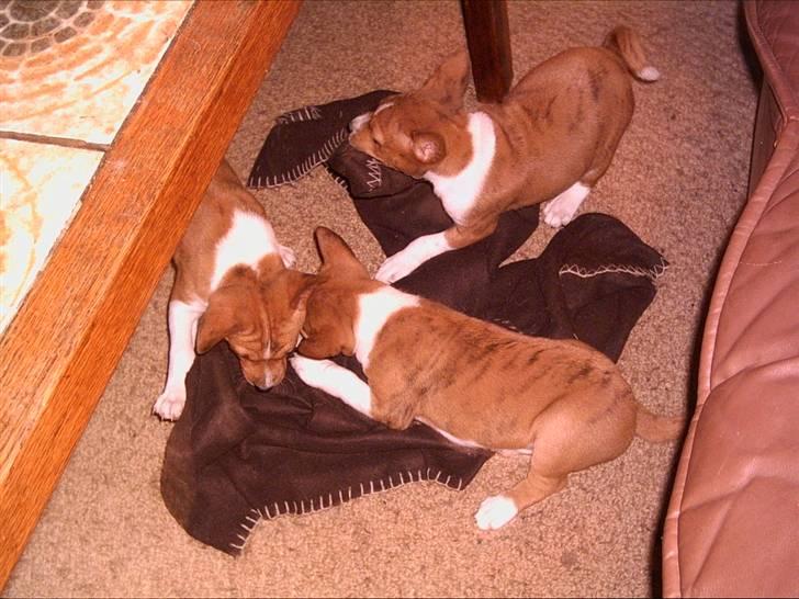 Basenji Megan  billede 11