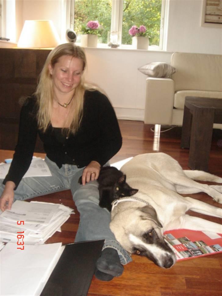 Kangal Aicha - Nærhed er godt billede 14