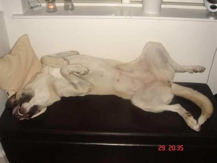 Kangal Aicha - Ta´r lige en morfar på hendes sofa billede 15
