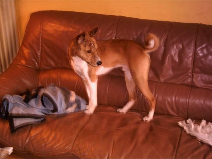 Basenji Coffie  - Coffie i sofaen ...ingen der vil lege ? billede 1