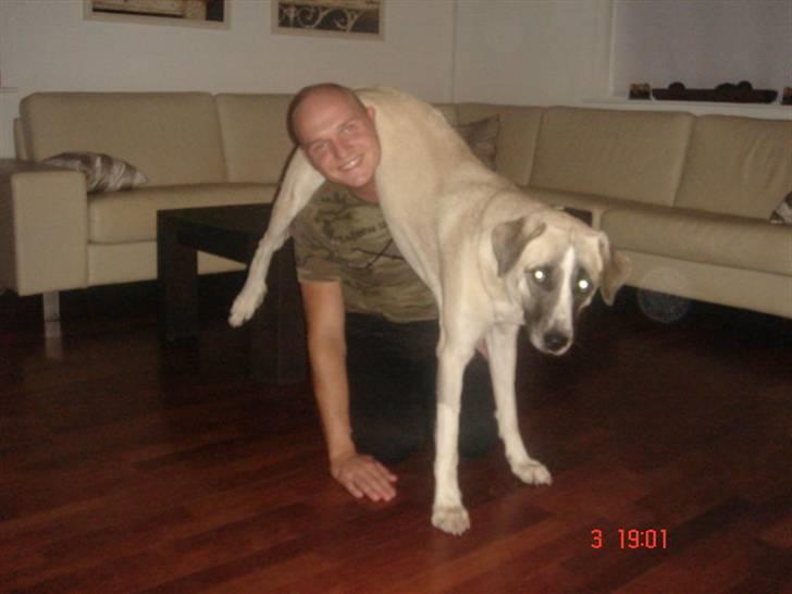 Kangal Aicha - Tumler rundt med far Kåre billede 16