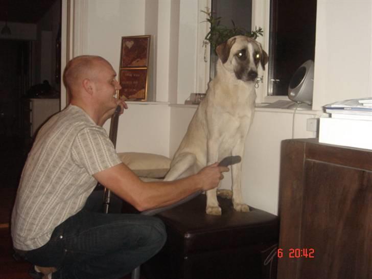 Kangal Aicha - Hun elsker at blive støvsuget billede 17