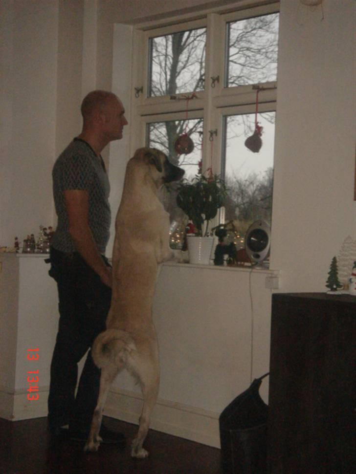 Kangal Aicha - Hvem mon kommer? billede 18