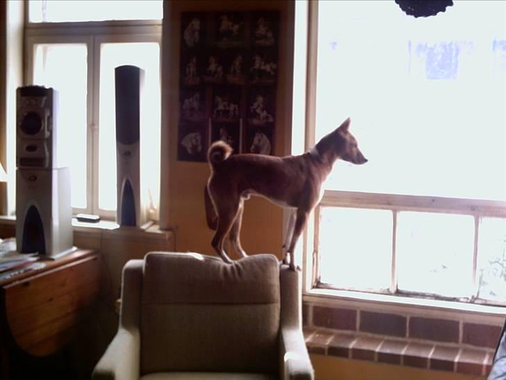 Basenji Coffie  - Gvad sker der ?? billede 2