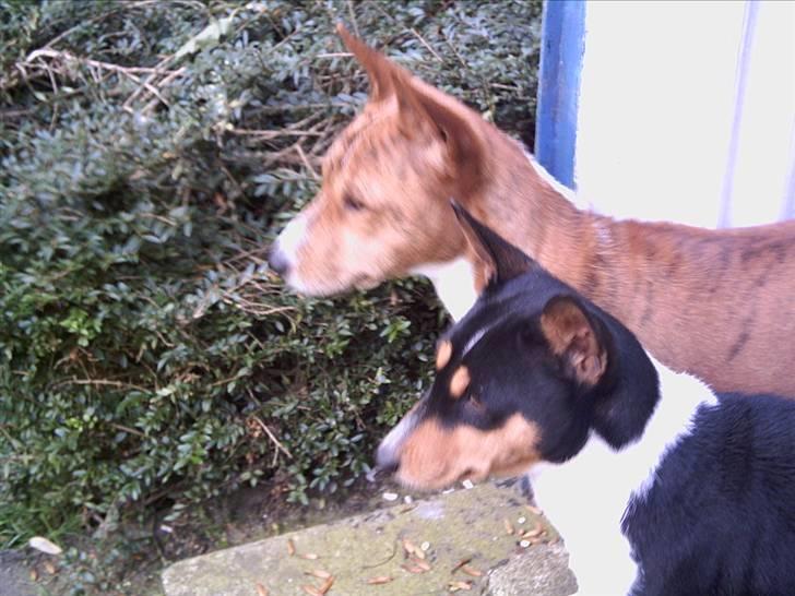 Basenji Coffie  - Mig og min mor  billede 3