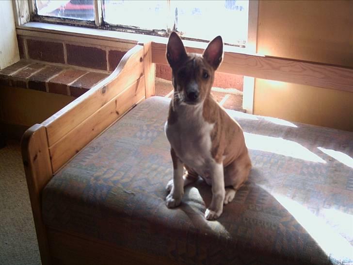 Basenji Coffie  - dengang jeg var lille  billede 4