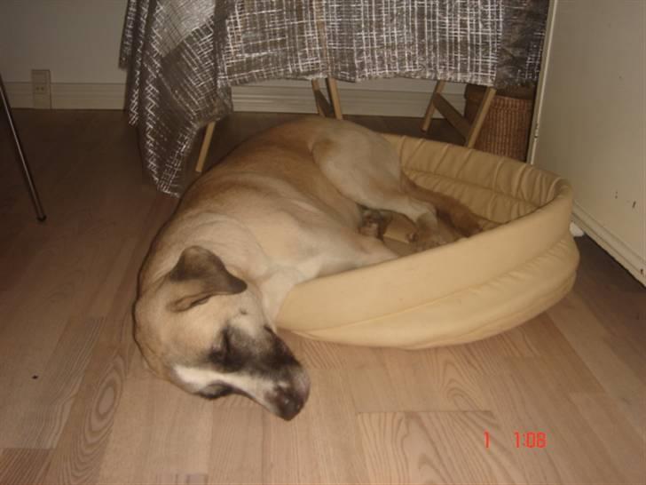 Kangal Aicha - Gensyn med kurven hun lå i i starten - men hun er blevet en lille smule for stor :-) billede 19