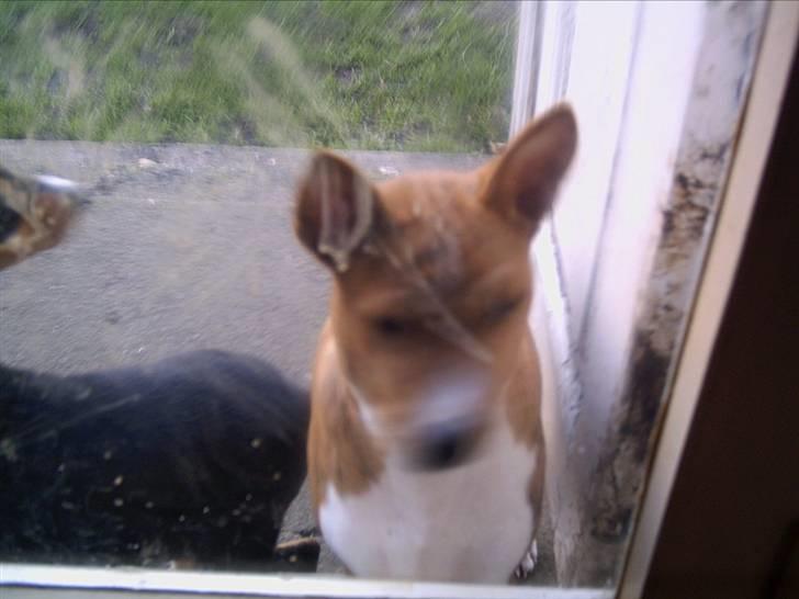 Basenji Coffie  - Jeg vil IND !!!!!! billede 5