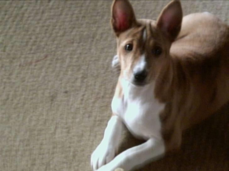 Basenji Coffie  - Lille og  sød  billede 6