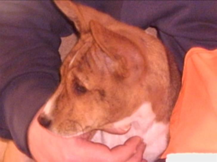 Basenji Coffie  - Mig   Coffie  !!! billede 7