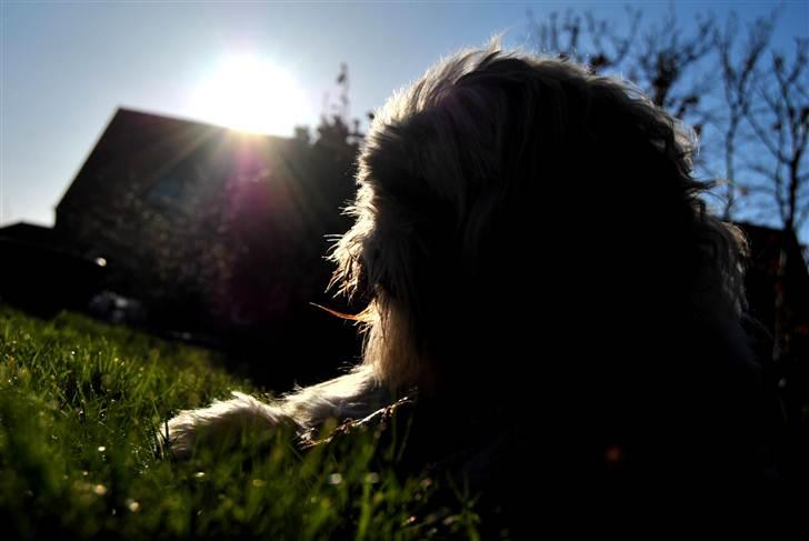 Shih tzu Taybes Laban - Foto; KNH - Foto. (Mig) billede 10