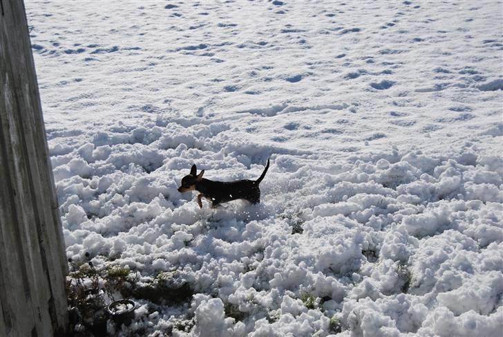 Chihuahua Johnson - Det er lidt dybt måske?? billede 14
