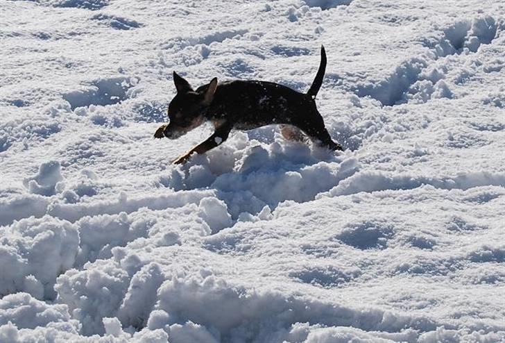 Chihuahua Johnson - I fulde fart og vilde gardine... Ella er efter mig.. ;p jaah tøserne jagter mig billede 15