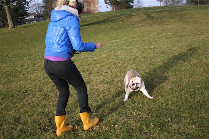 Engelsk bulldog Fiona RIP  billede 7