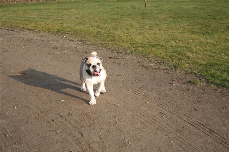 Engelsk bulldog Fiona RIP  billede 8