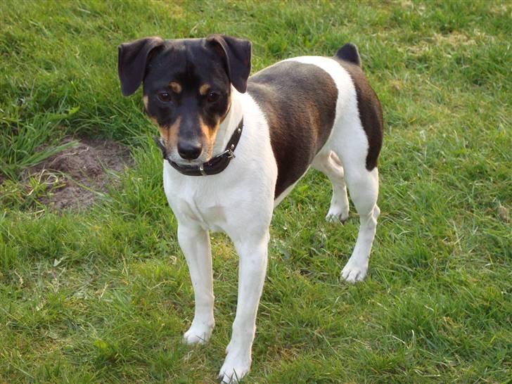 Dansk svensk gaardhund Pelle billede 9