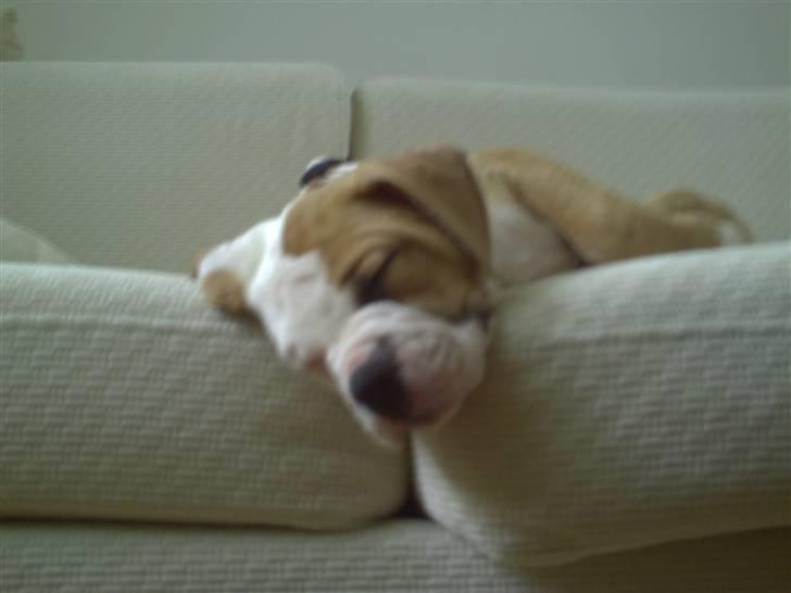 Amerikansk bulldog Cocoe billede 1