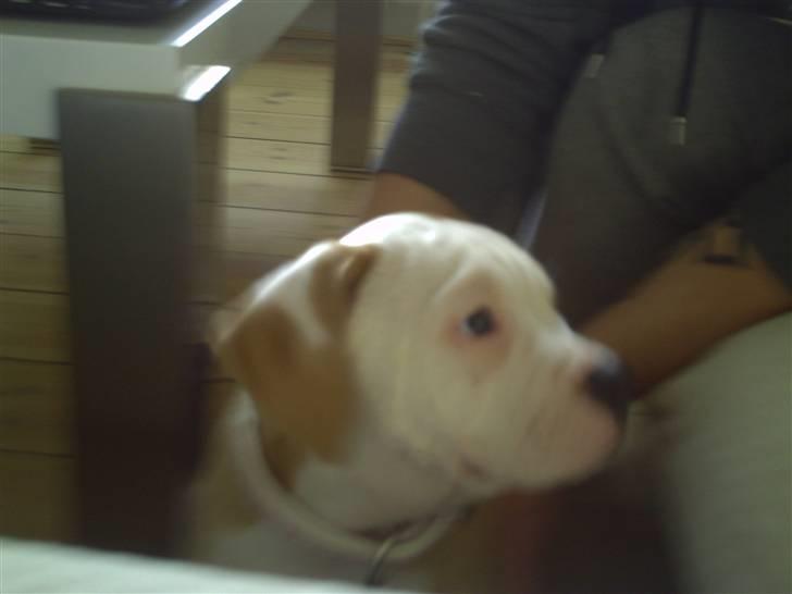 Amerikansk bulldog Cocoe billede 2