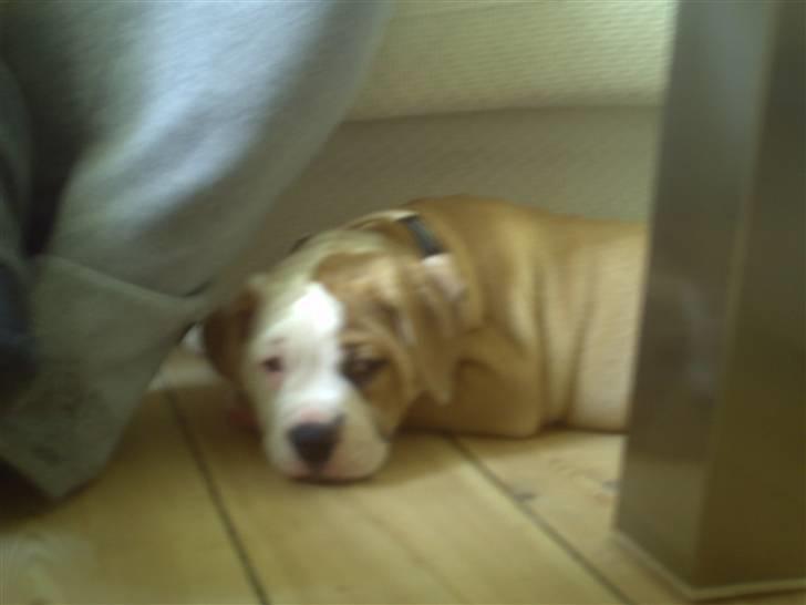 Amerikansk bulldog Cocoe billede 3