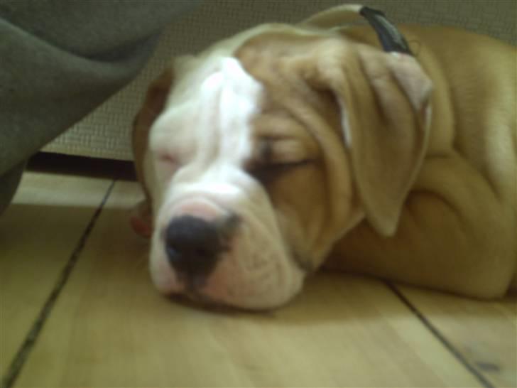 Amerikansk bulldog Cocoe billede 4