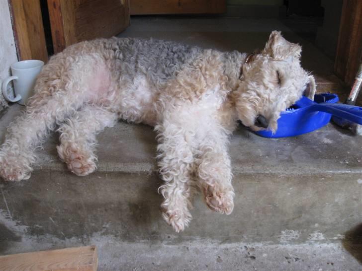 Ruhåret foxterrier tøsen - blev pluslig træt billede 1
